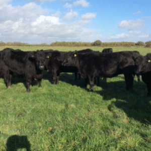 Buy ABERDEEN ANGUS CATTLE
