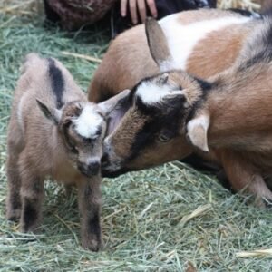 Buy ALPINE DAIRY GOAT