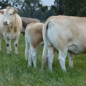Buy BLONDE D’AQUITAINE CATTLE