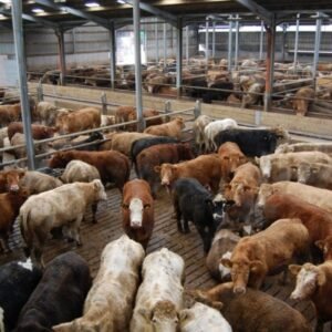 Buy CATTLE FOR SLAUGHTERING