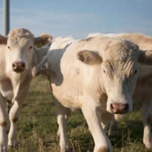 Buy CHAROLAIS CATTLE