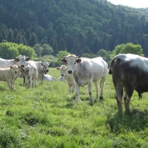 Buy GASCON CATTLE