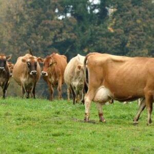 Buy JERSEY DIARY CATTLE