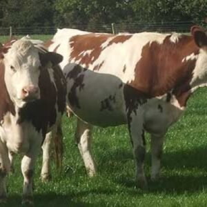 Buy MONTBÉLIARDE CATTLE