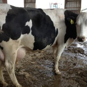 Buy PREGNANT HOLSTEIN HEIFERS AND OTHER DIARY CATTLE