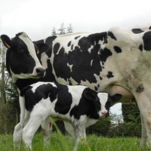 Buy PRIM’HOLSTEIN CATTLE