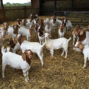 Buy PURE BREED BOER GOAT