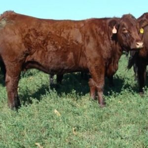 Buy SALERS CATTLE