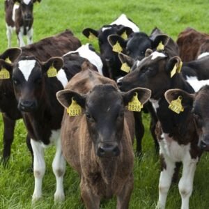 Buy WEANED CALVES