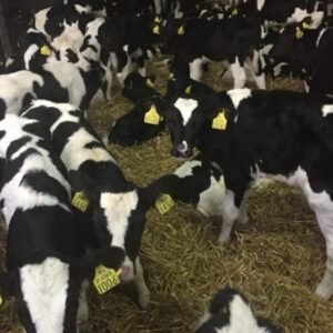 Buy WEANER CALVES